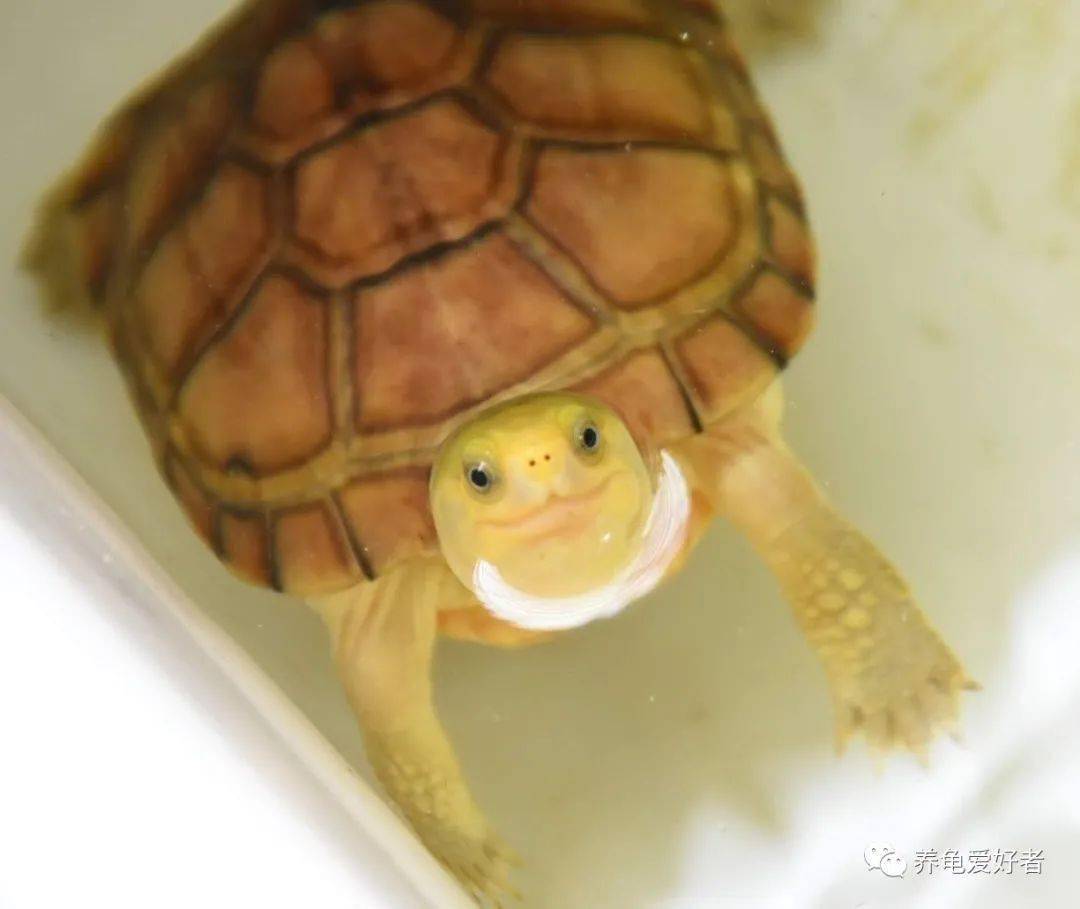 热带龟冬眠的经验整理需要不断尝试和循序渐进