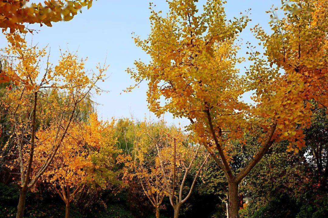 四季轮回,岁月流转 经历过春的温暖 感受过夏的热烈,走过秋叶静美