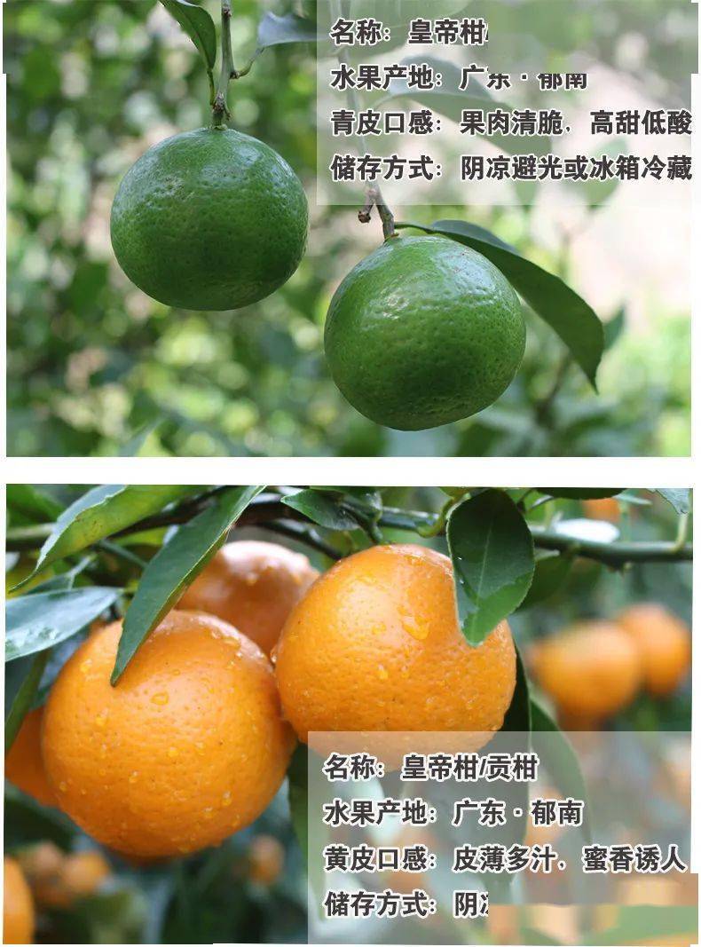 65元抢广东郁南10斤礼盒装皇帝柑,爆甜多汁,入口化渣