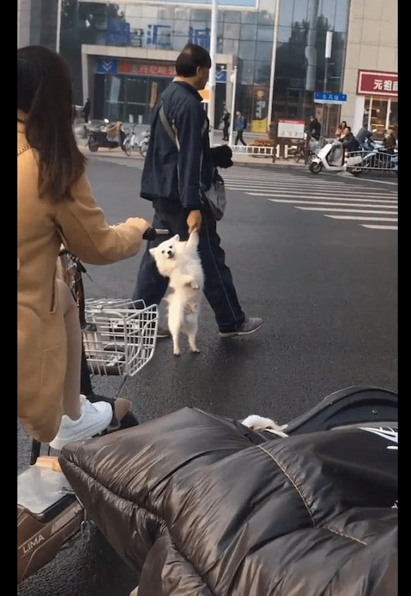 大爷牵着狗狗的爪子过马路,它勉强侧着身子往前走,狗