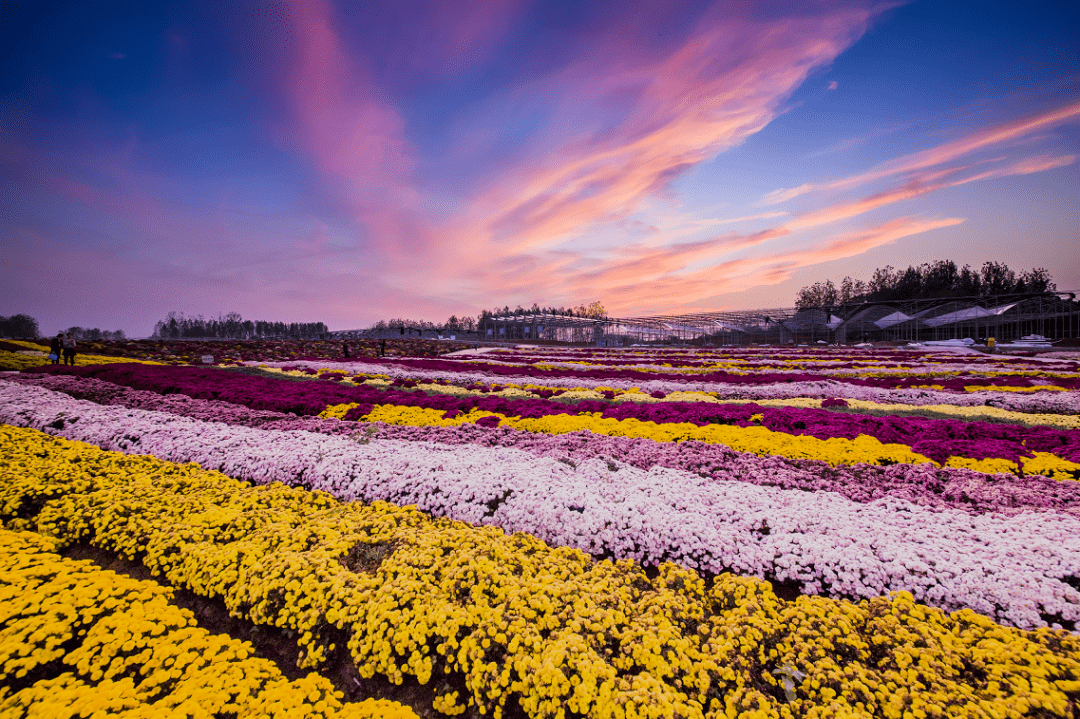 (滁州菊花博览园)