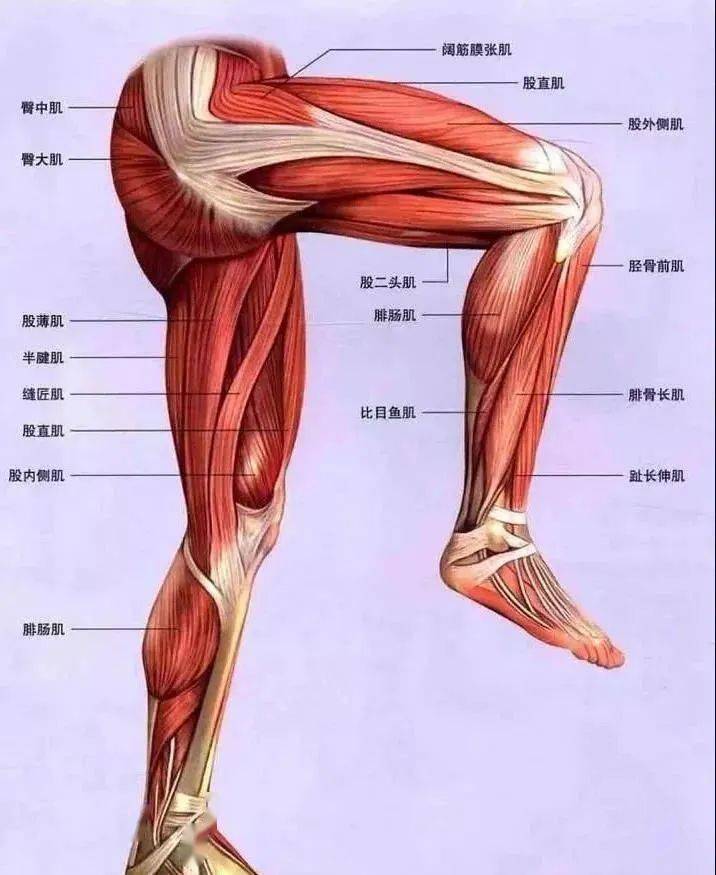 当人体经常弯腰和坐位工作时,髋关节处于屈曲位,容易引起阔筋膜张肌