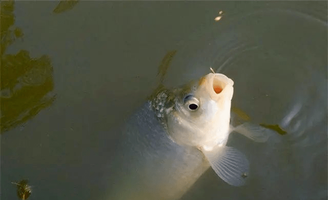 鱼多少度水温适合 8816f5cd10f941fb868868d93a254c4a.png