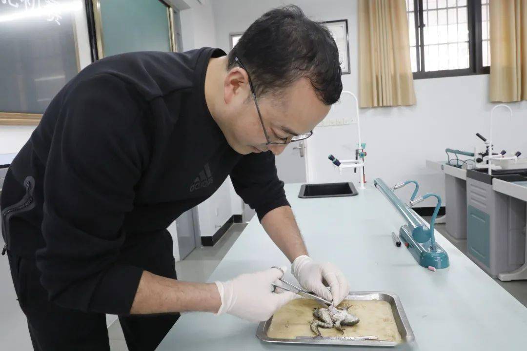解剖观察牛蛙的心脏搏动
