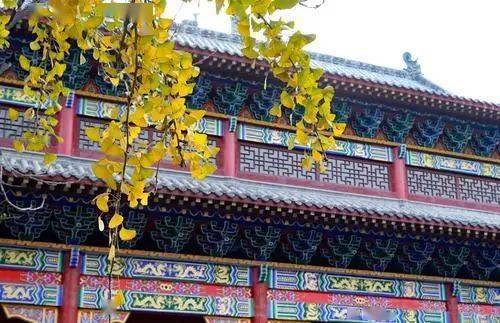 树龄|美不胜收！郑州市区最古老的银杏树，树龄1200年！你知道在哪吗？