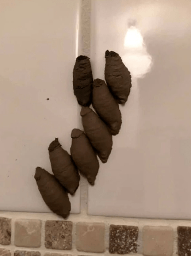 密密麻麻布满家中厕所,鞋里可能也有!超恐怖!