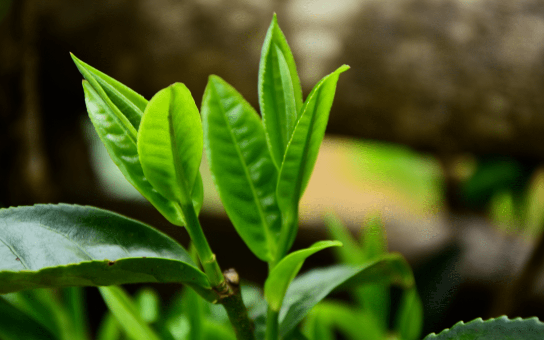 云南百余座茶山,最值得品饮的茶!不是冰岛,不是班章,而是她!