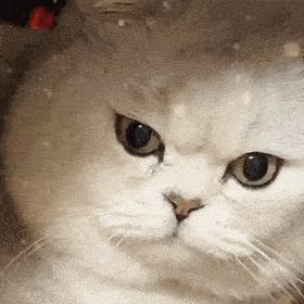 8bdb459ad1834c2093ac91d575060438.gif