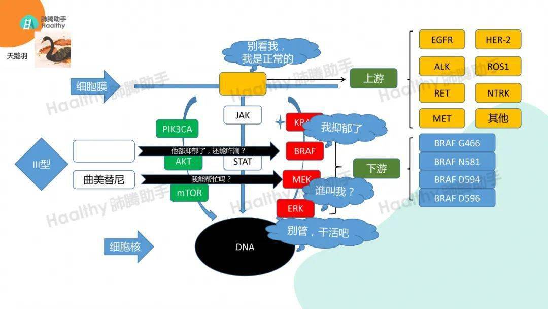 什么是基因靶向治疗 b982eecb8975486faa75d133f523b76e.jpeg