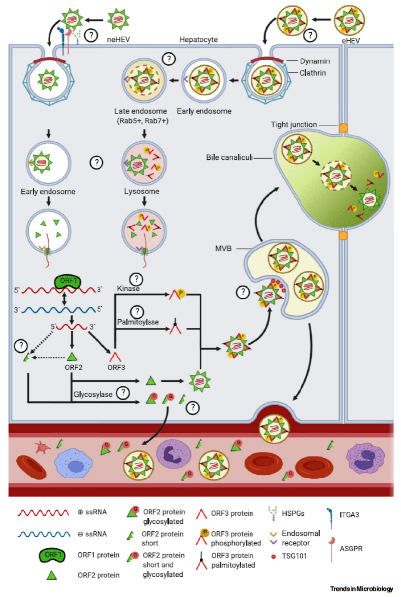 戊型肝炎病毒与宿主细胞相互作用研究进展