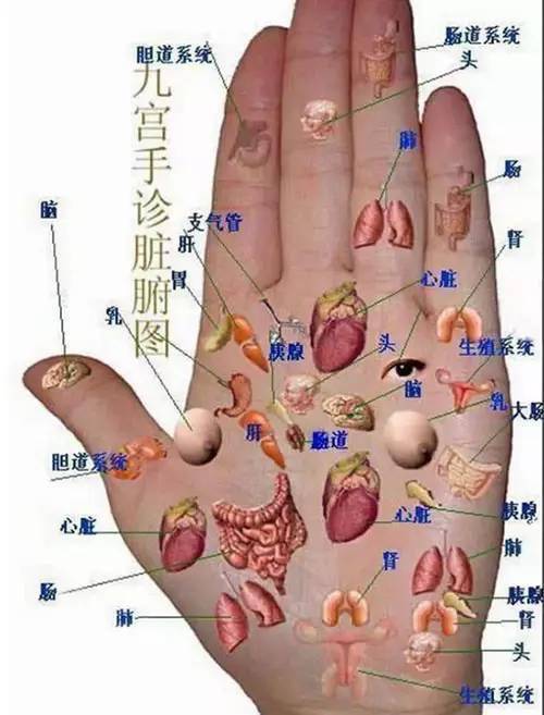 面诊,舌诊,眼诊,鼻诊,嘴诊,手诊