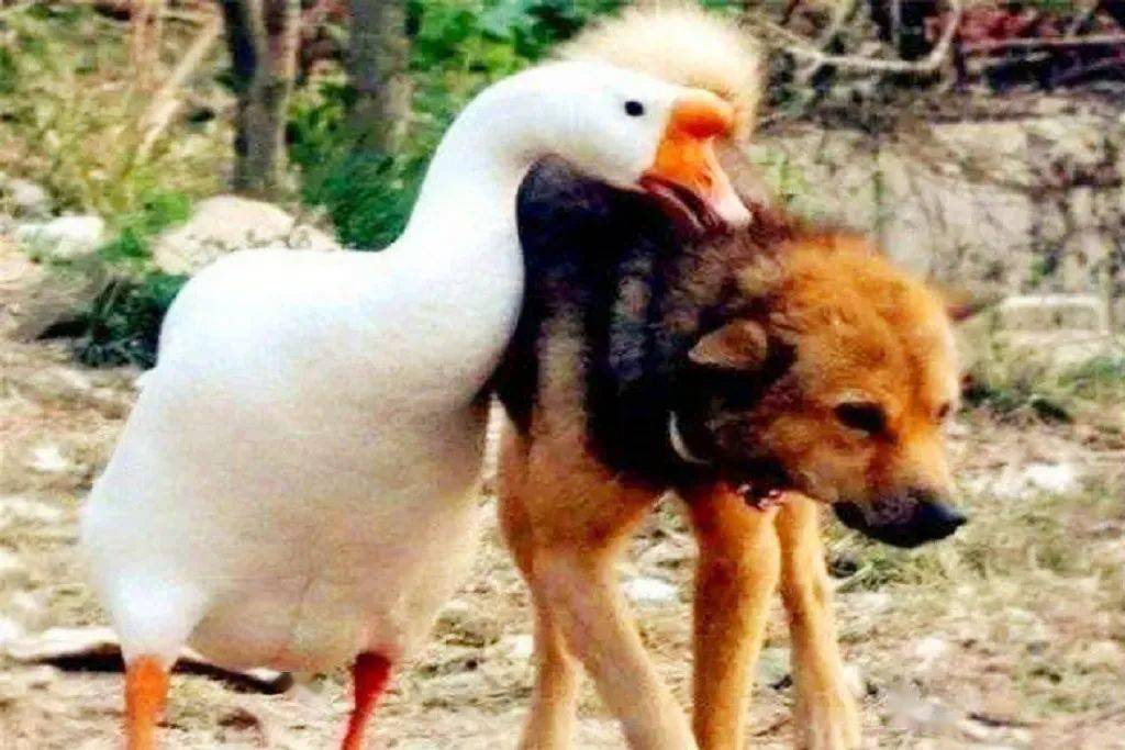 如何杀鸭子最好 594778e35d234687b3d3986297b294b1.jpeg