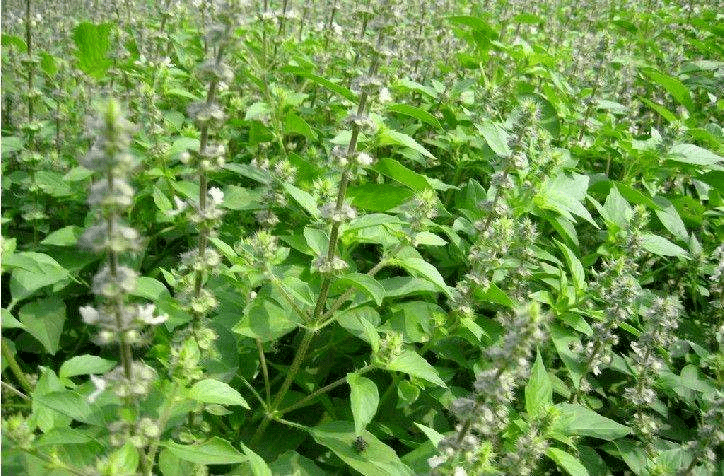 每日一药荆芥