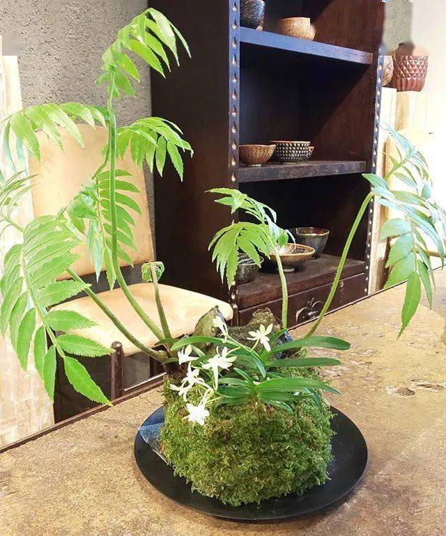 来学学山野草玩家的家里头是怎么摆盆景的!