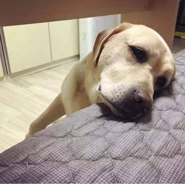 狗狗:我已经快痛死了,你却还不知道