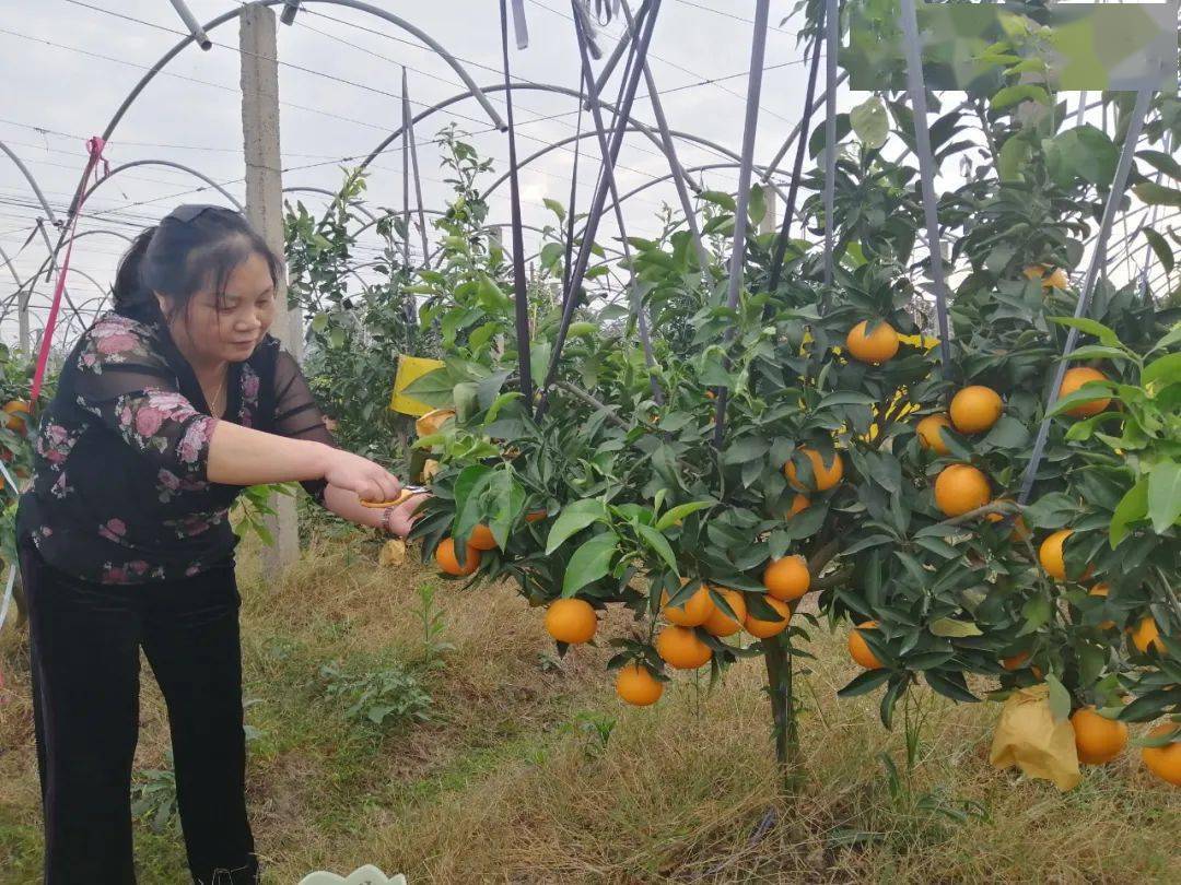 流口水!钱库柑橘"红美人"成熟啦,这个地方就能摘