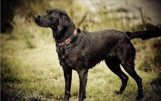 纯黑色拉布拉多犬有多么迷人?这5点特质让人"心驰神往