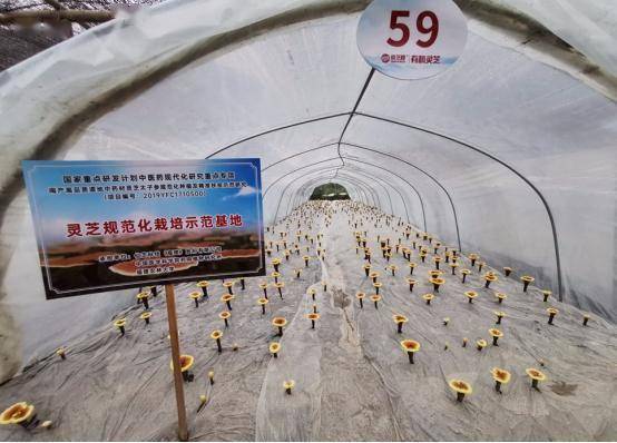 灵芝排行榜_用有机打造高品质仙芝楼荣登“中国有机百强品牌”榜