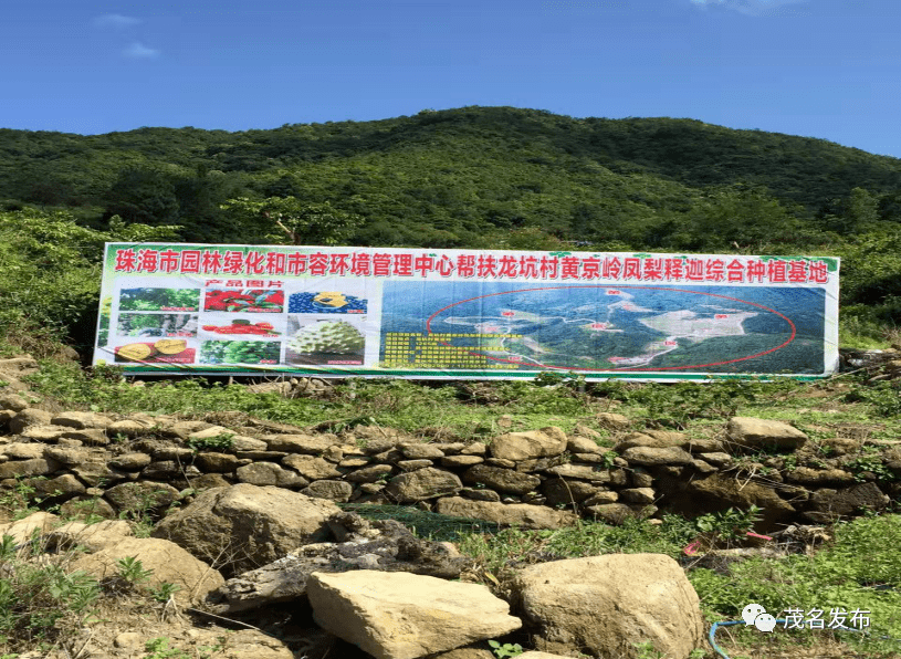 高州马贵这条村的水果要出名了