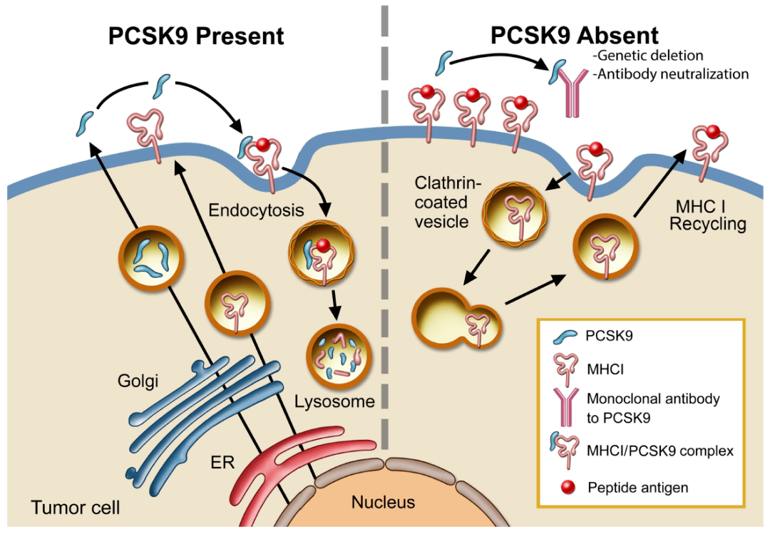 抑制胆固醇代谢调节因子pcsk9可增强抗肿瘤免疫应答