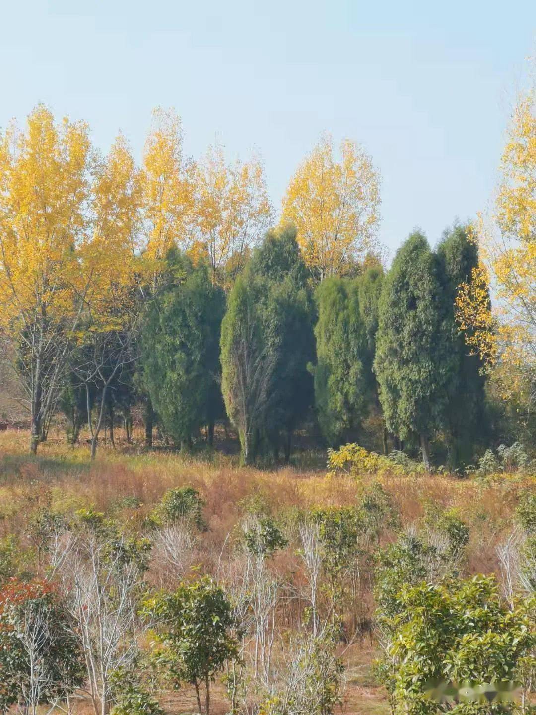 肥田山岭之韵秋重色愈浓