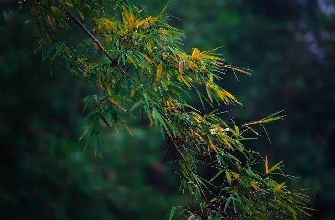 古琴曲《竹山听雨》:山空雨夜,竹林禅心_微信