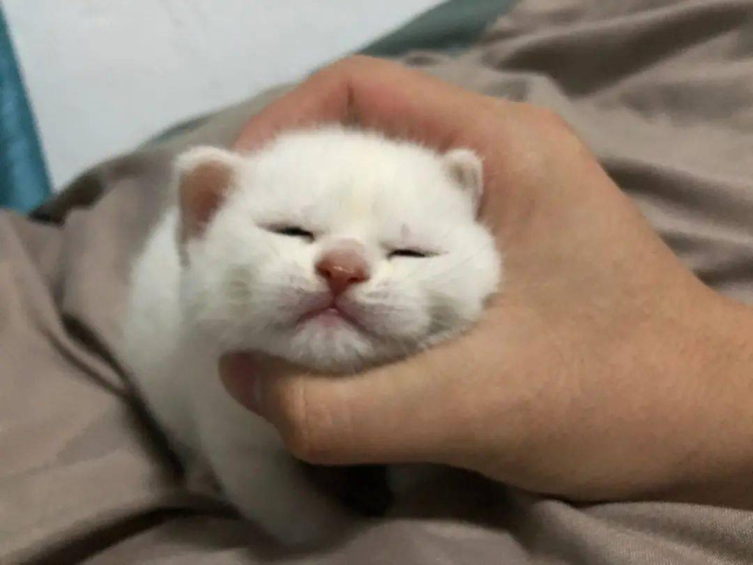 怎么看小猫是否快生了 432092c545104f6fa84588c5e68833ad.jpeg