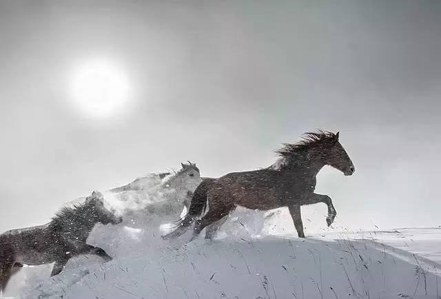 太震撼了内蒙古雪原上万马奔腾的场面难得一见