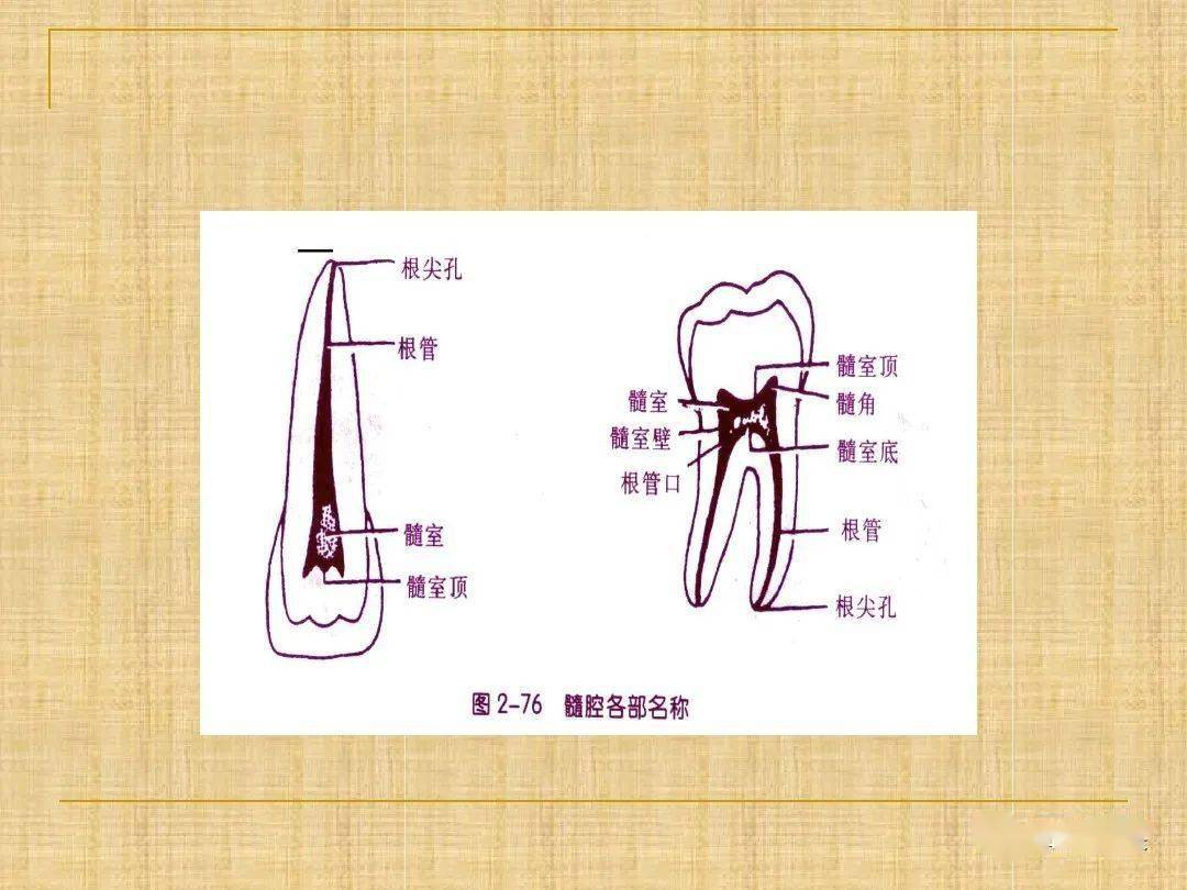 图3-54 下颌第二前磨牙-口腔颌面及颈部临床解剖学-医学