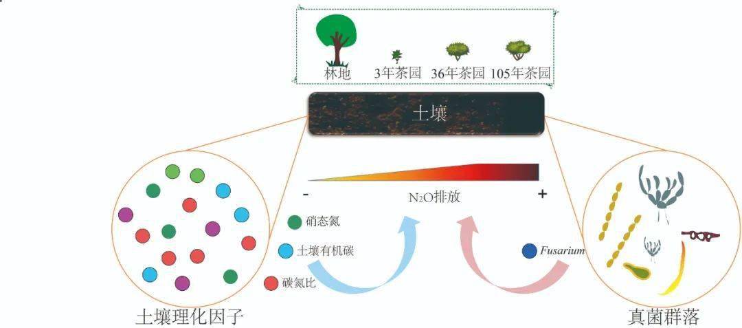 茶园之"隐秘的角落—产生温室气体的"真凶"