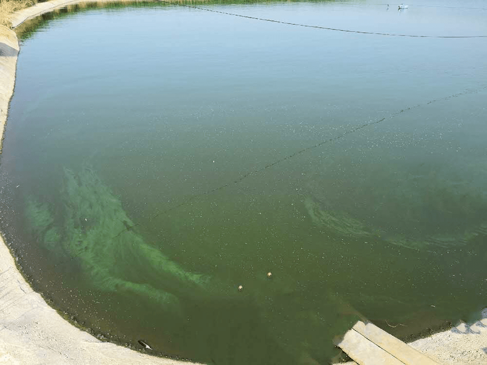 池塘的这些水色,你都了解吗?