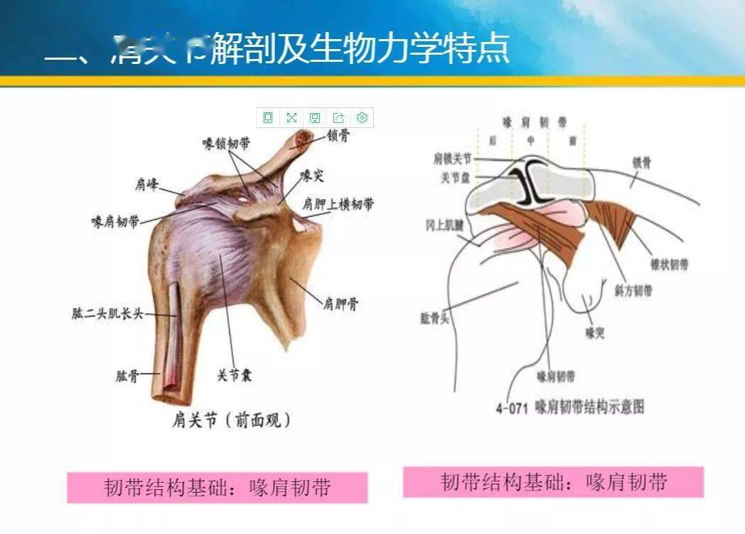 卒中肩痛的原因分析与康复治疗新技术_肩胛骨