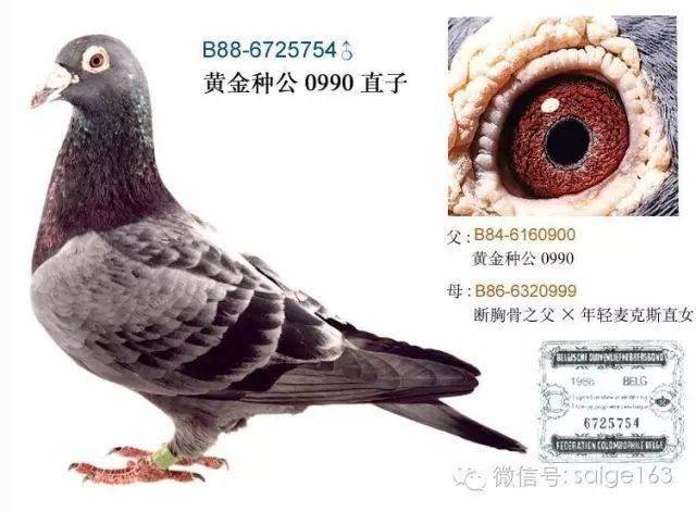 石板鸽体型短比长好!_羽色分