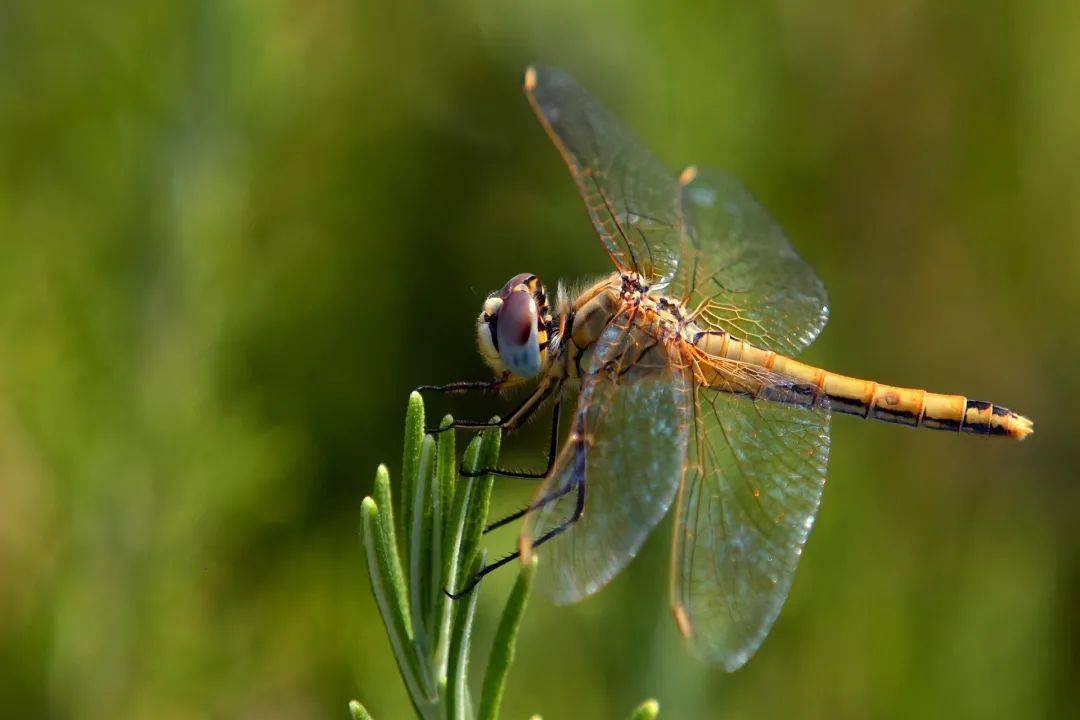 近距离观察蜻蜓的翅膀   pixabay