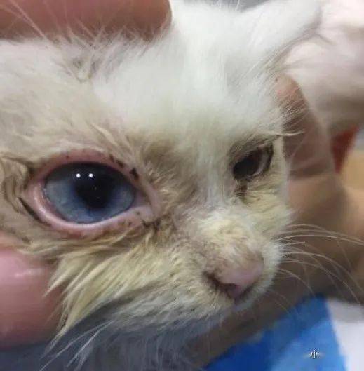 猫杯状病毒症状有哪些又该如何治疗呢