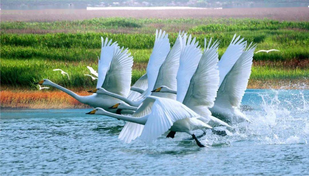 这么美的鄱阳湖大草原