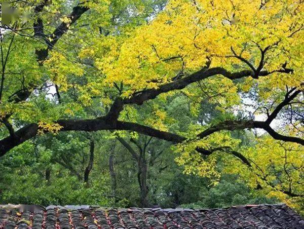 黄南古道徒步赏秋,探访深山古刹国清寺,漫步秋风梯田
