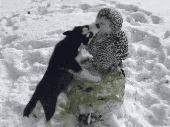 朋友圈首次曝光的沙雕鸟看完笑喷了哈哈哈哈哈哈哈哈哈哈哈哈