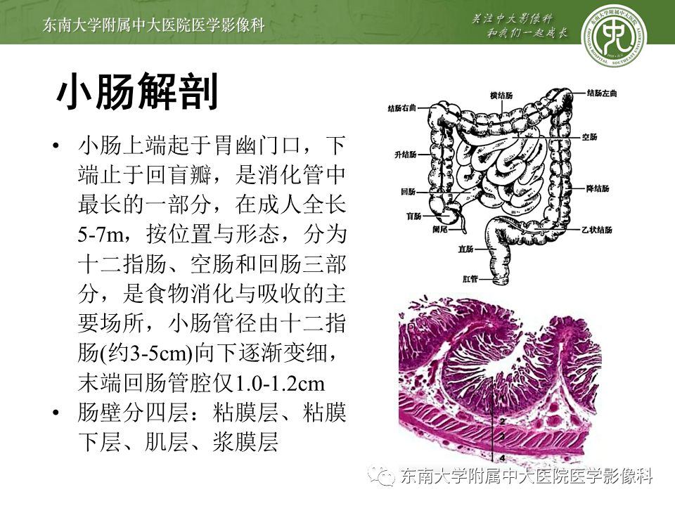 晨读结果公布20201119消化系统疾病小肠淀粉样变性