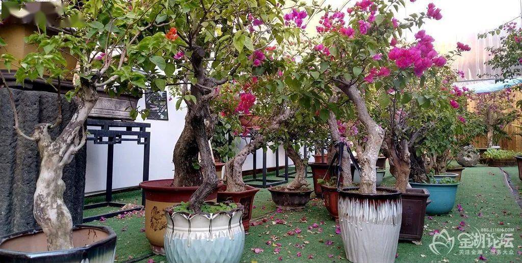 精品三角梅室内盆景 c28931ebf231485299e7fbaefc79aa00.jpeg