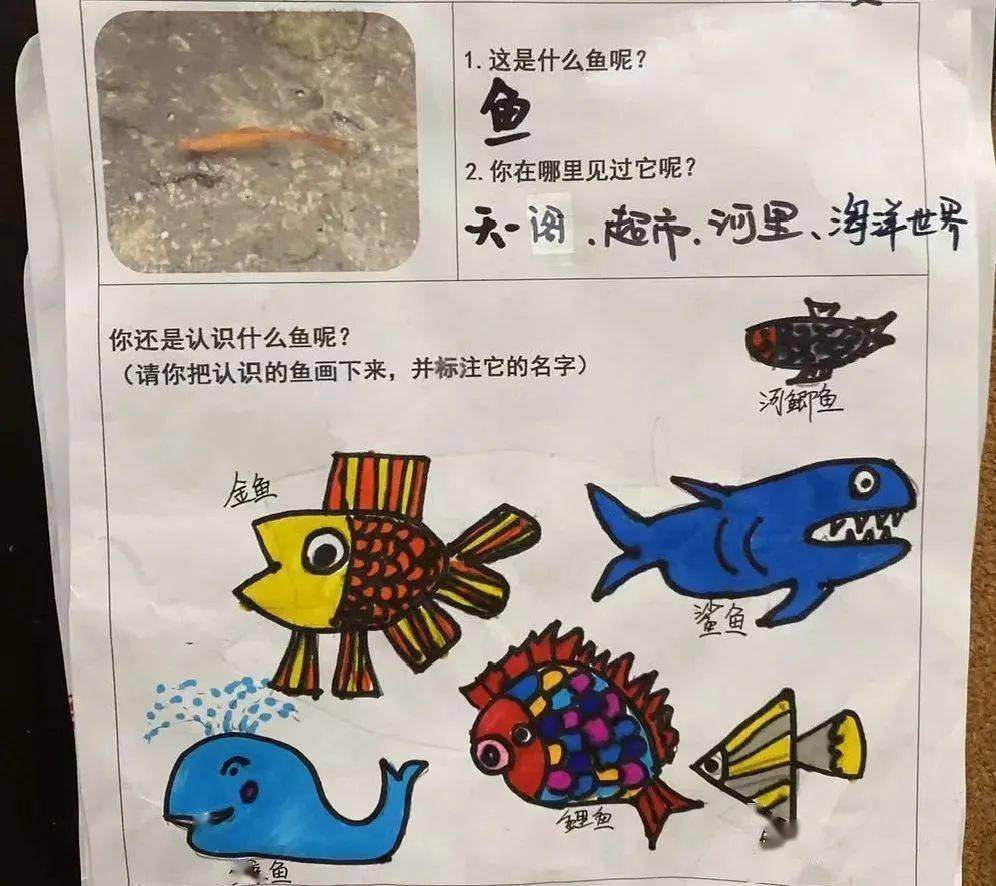 【年段动态】多姿多彩的鱼——大班段主题课程活动