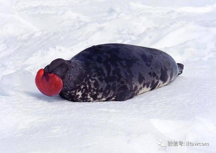 hooded seal