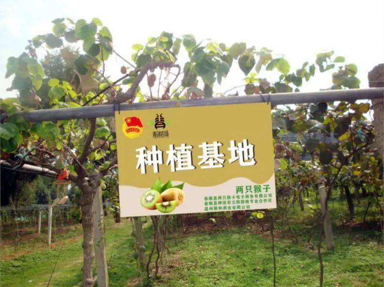 青创农场位于泰顺县罗阳镇恩岱垟村,基地面积60亩,其中猕猴桃种植30亩