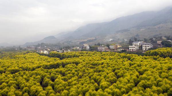 11月20日拍摄的重庆市北碚区柳荫镇东升村(无人机照片).