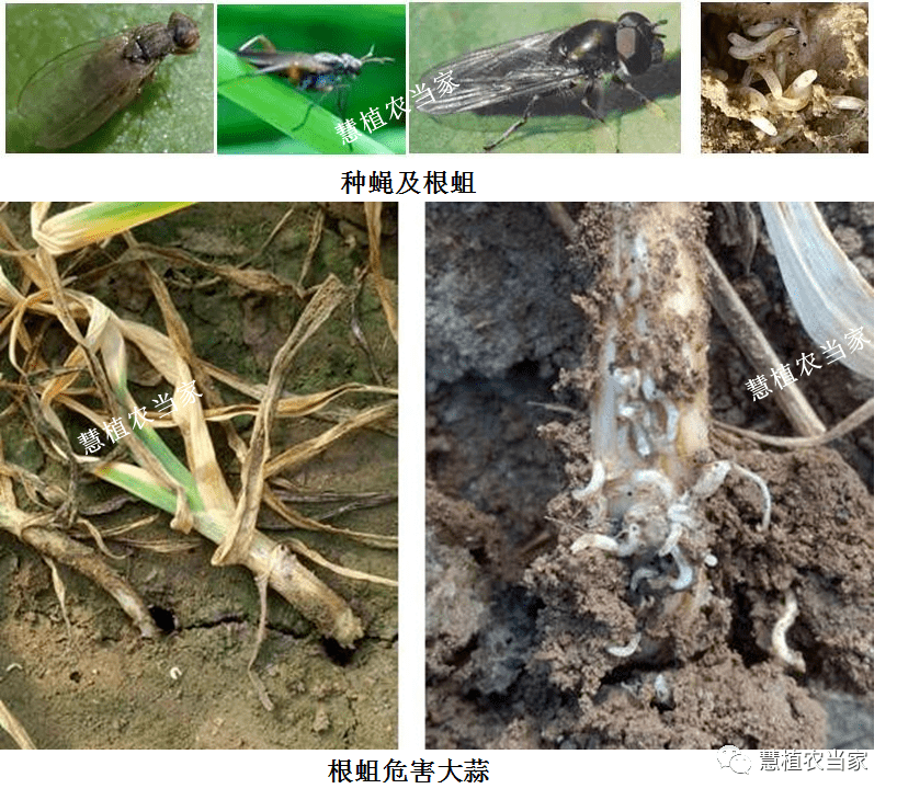 【五谷丰】常见的根蛆识别和防治_韭菜