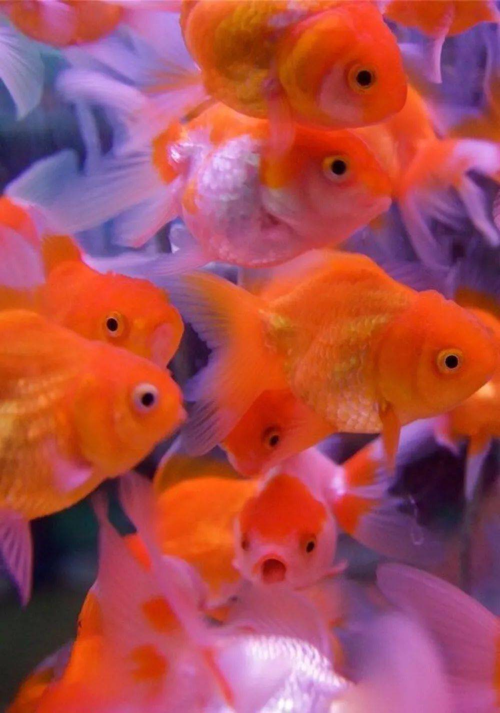 鱼有几秒钟的记忆 来自搜狐网