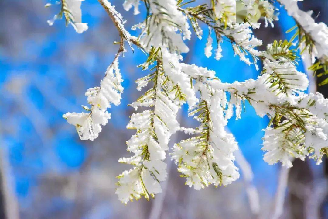 花雪随风不厌看