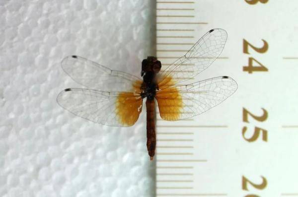 体长不足两厘米，世界上最小的蜻蜓现身四川