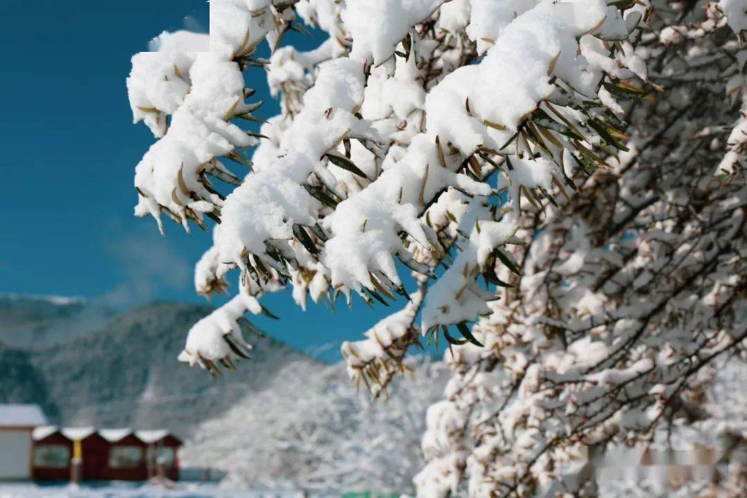 描写松赞林寺雪景的美文