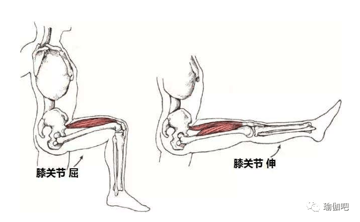 学点肌肉解剖瑜伽吧和你一起学学肌肉你愿意加入吗